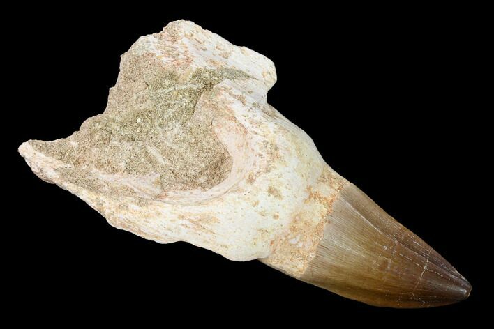 Fossil Rooted Mosasaur (Prognathodon) Tooth - Morocco #163922